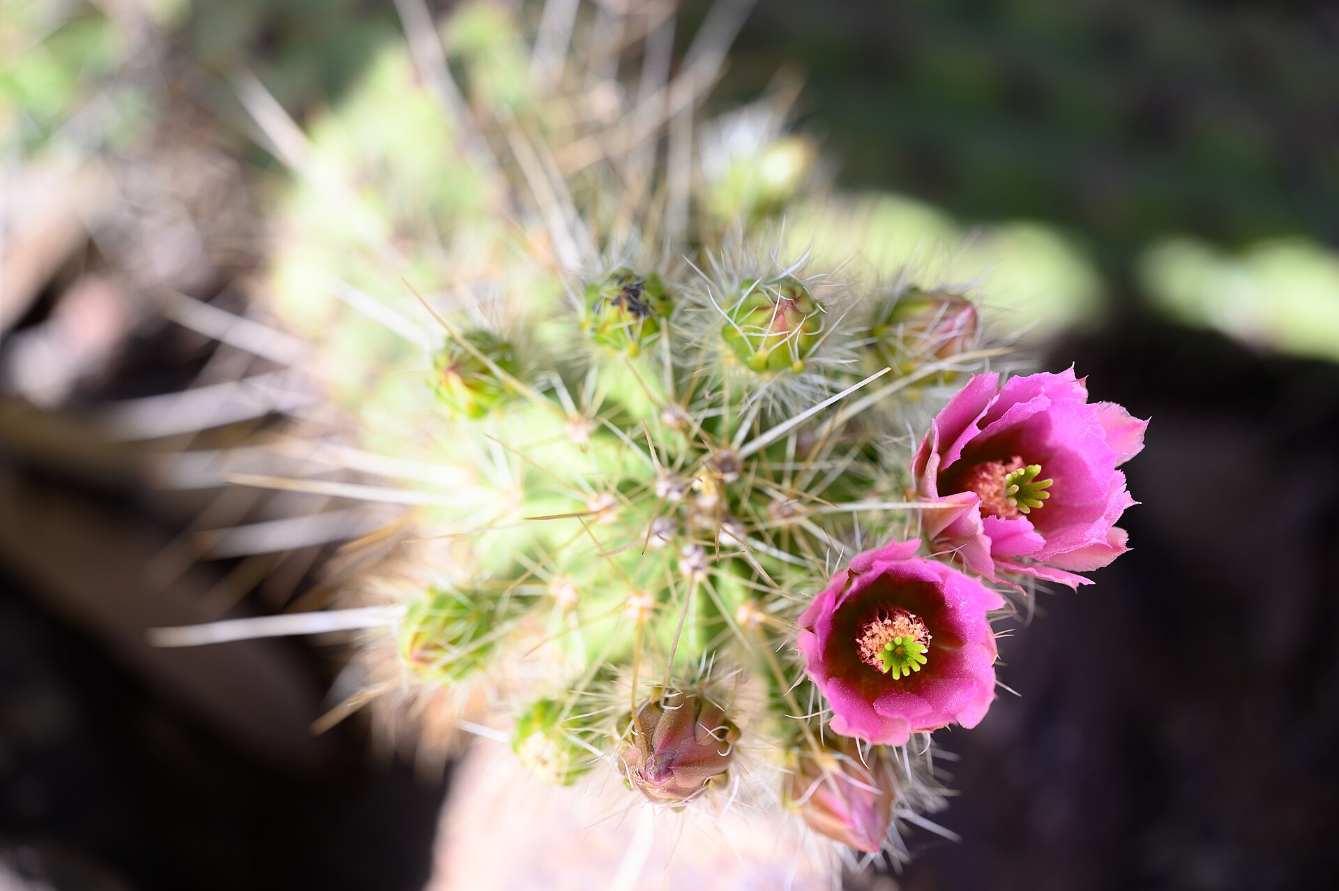 Pink cactus flowers blooming at the Desert Botanical Garden in Phoenix