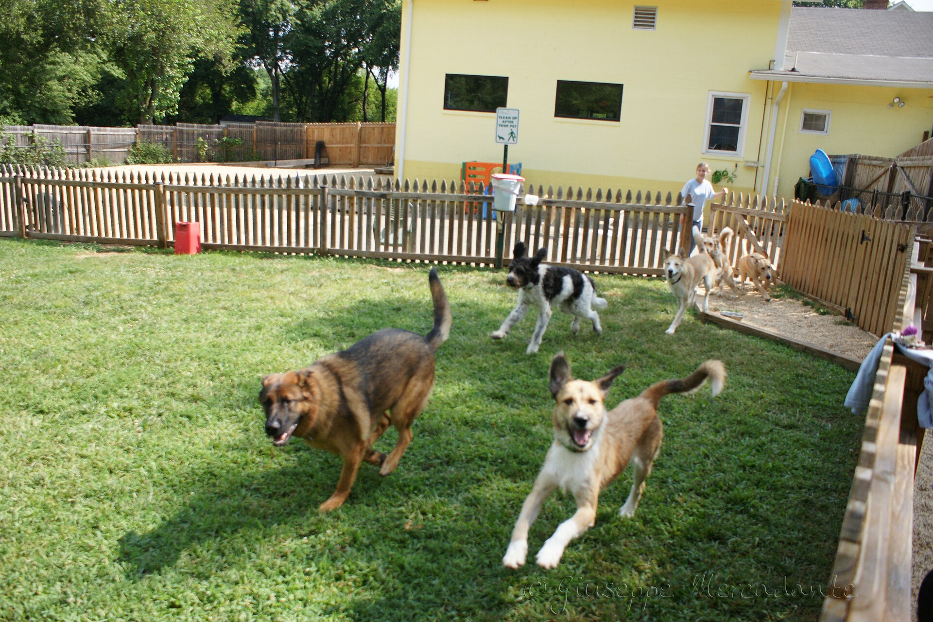 Dogs running together in a fenced dog daycare play yard